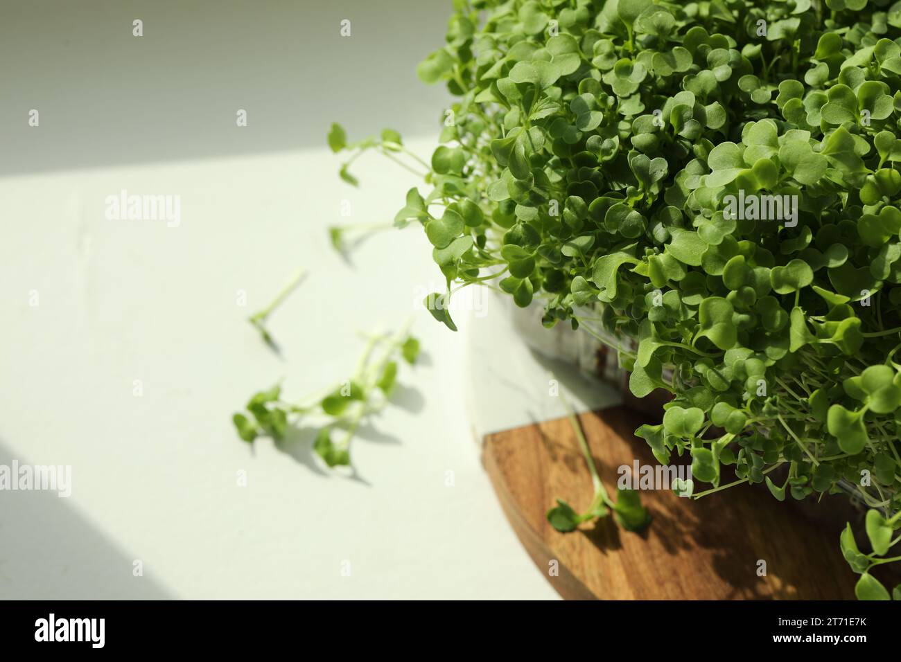 Frischer Daikon Rettich mikrogrün wächst in Kunststoffbehälter auf weißem Tisch, Platz für Text Stockfoto