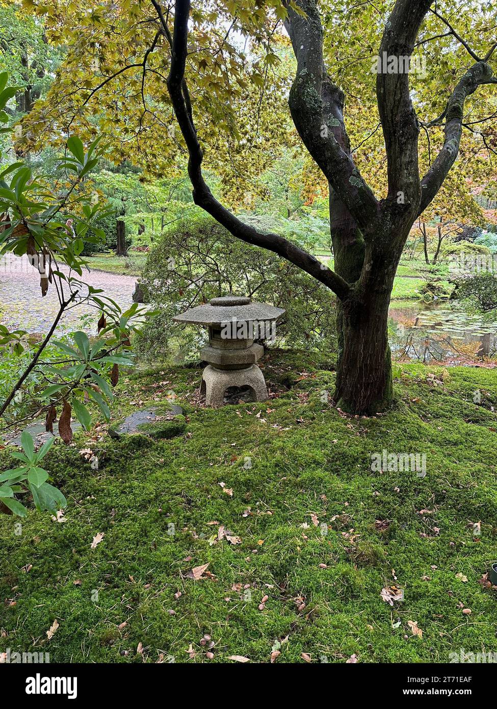 Helles Moos, verschiedene Pflanzen, kleiner Teich und Steinlaterne im japanischen Garten Stockfoto
