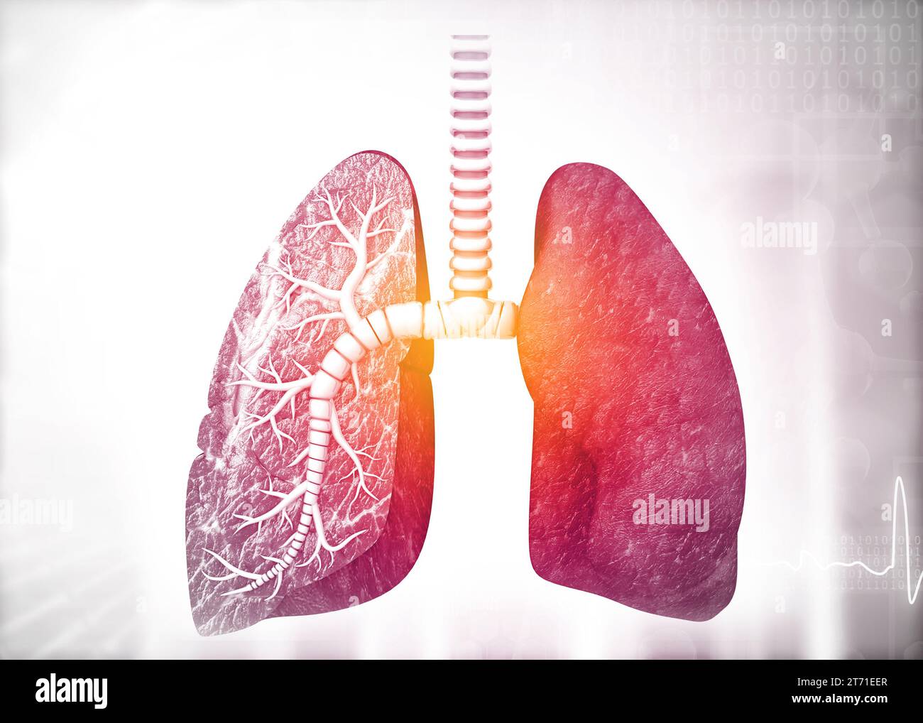 Anatomie der menschlichen Lunge. 3D-Rendering Stockfoto