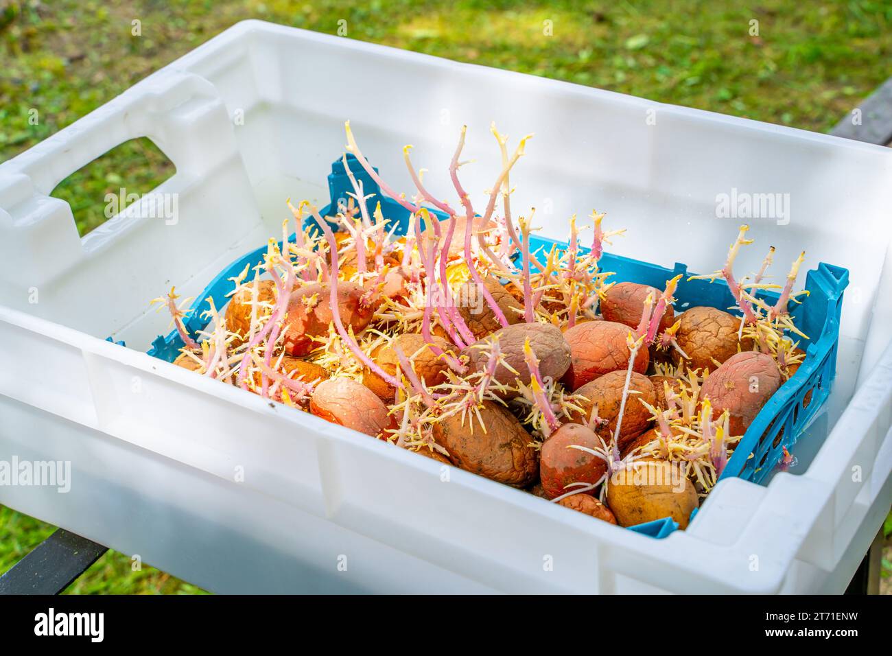 Eine Kunststoffbox mit gekeimten Kartoffeln wird in eine Insektizidflüssigkeit getaucht. Saatgutvorbereitung Stockfoto