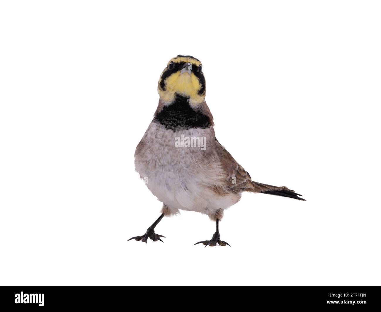Gehörnter Lark isoliert auf weißem Hintergrund Stockfoto