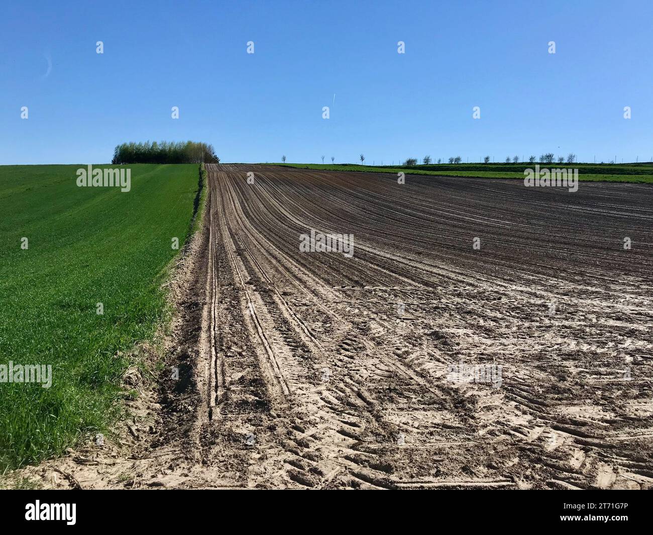 Das Ackerfeld in der Nähe ist grün gesät. Stockfoto