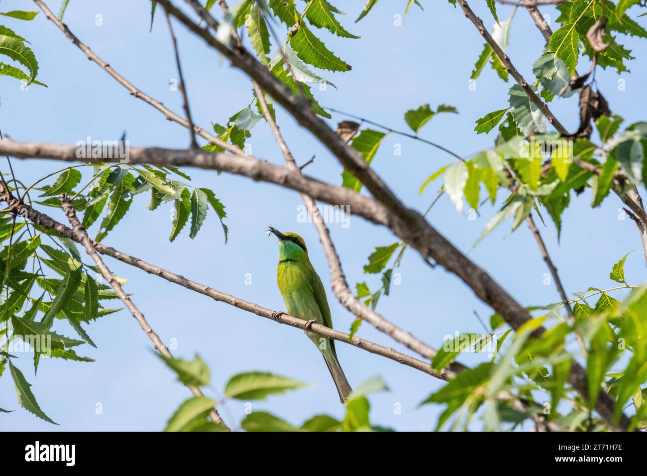 Asiatischer grüner Bienenfresser mit einer Biene im Schnabel. Stockfoto