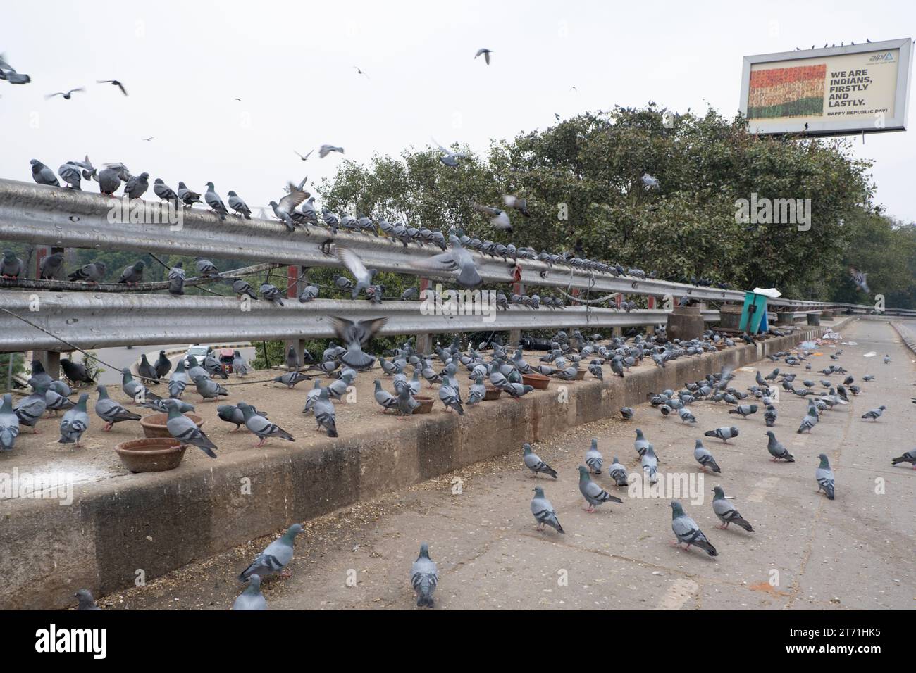 Eine Taubenherde, die sich auf der INA-Brücke in Delhi ernährt. Stockfoto