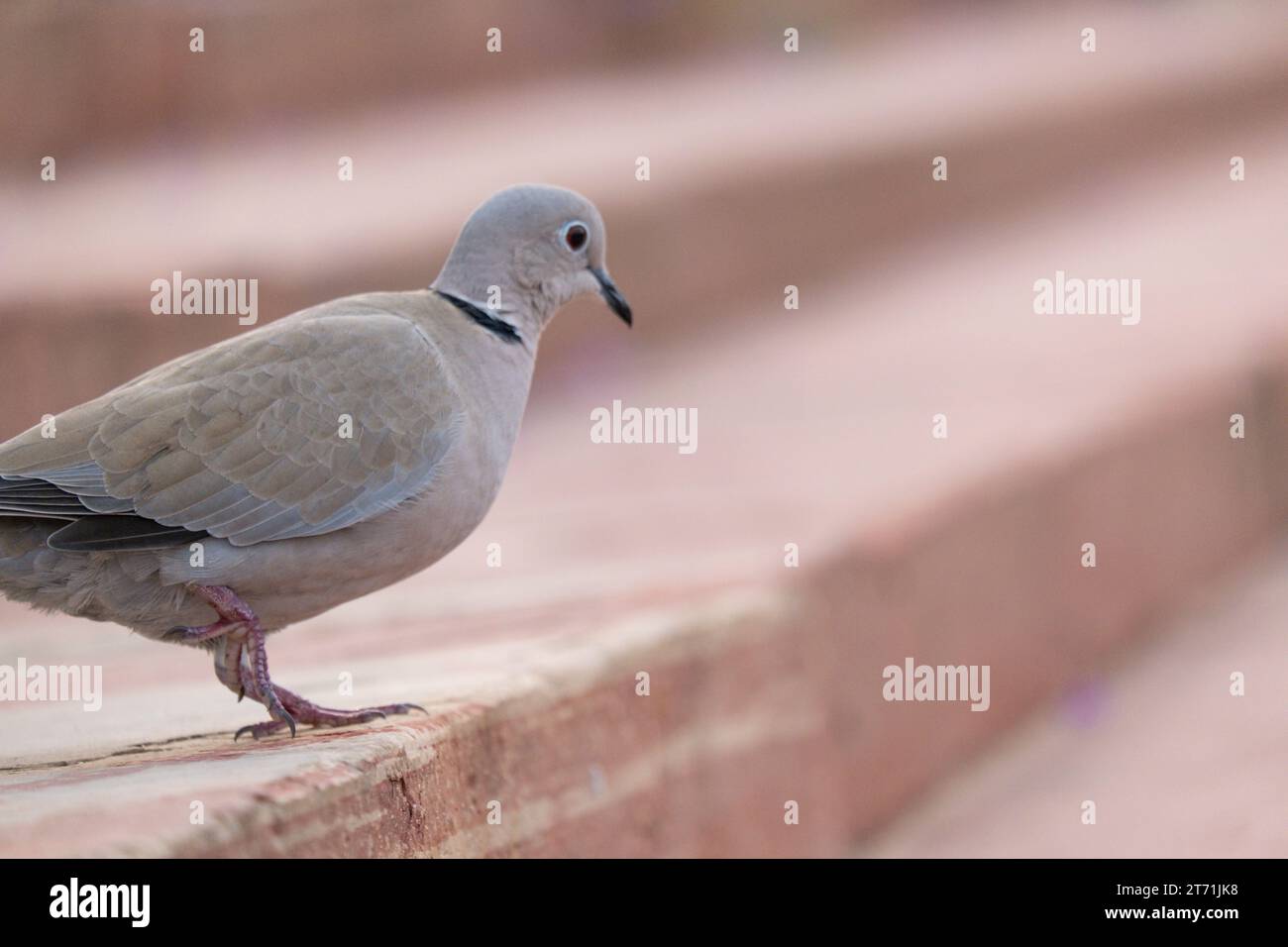 Nahaufnahme einer Ringtaube (Streptopelia capicola), auch bekannt als Kapschildkröte oder Taube mit halbem Kragen. Stockfoto