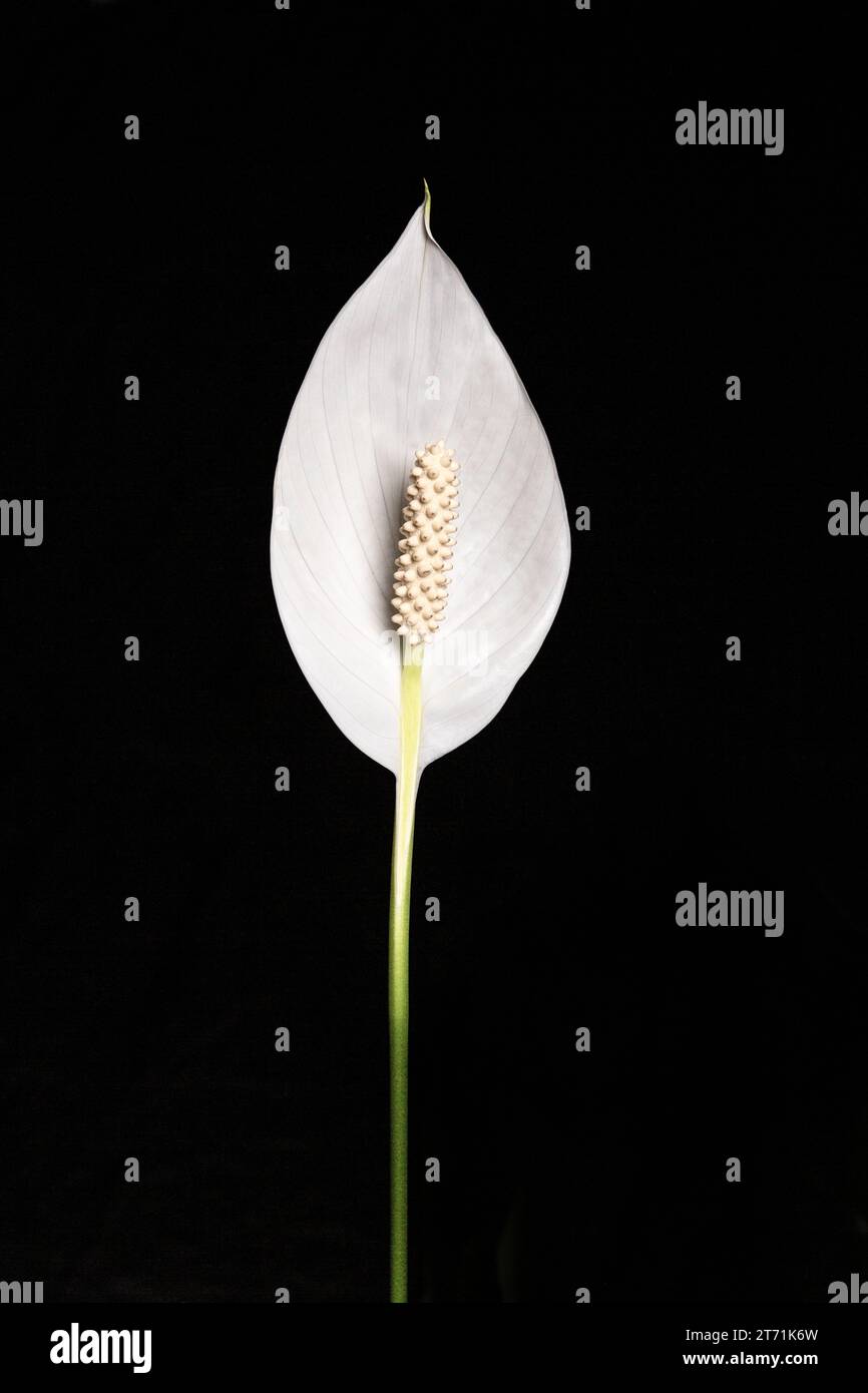 Im Studio beleuchtetes abgeschnittenes Foto von weißer Lilie vor schwarzem Hintergrund Stockfoto