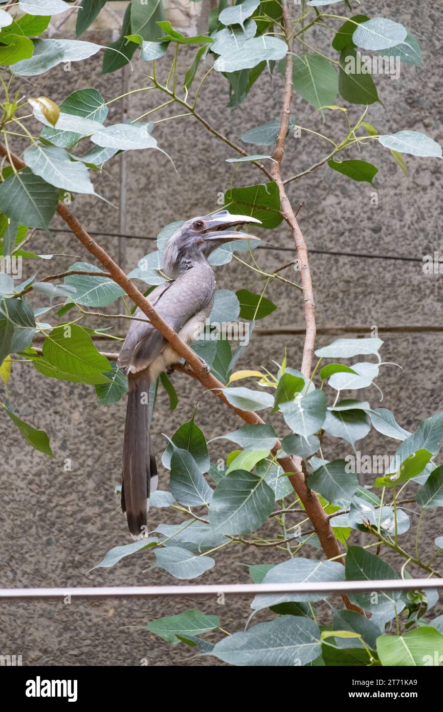Der indische graue Nashornvogel (Ocyceros birostris) ist ein gewöhnlicher Nashornvogel, der auf dem indischen Subkontinent vorkommt. Sie ist meist arboreal und wird häufig zu zweit gesehen Stockfoto