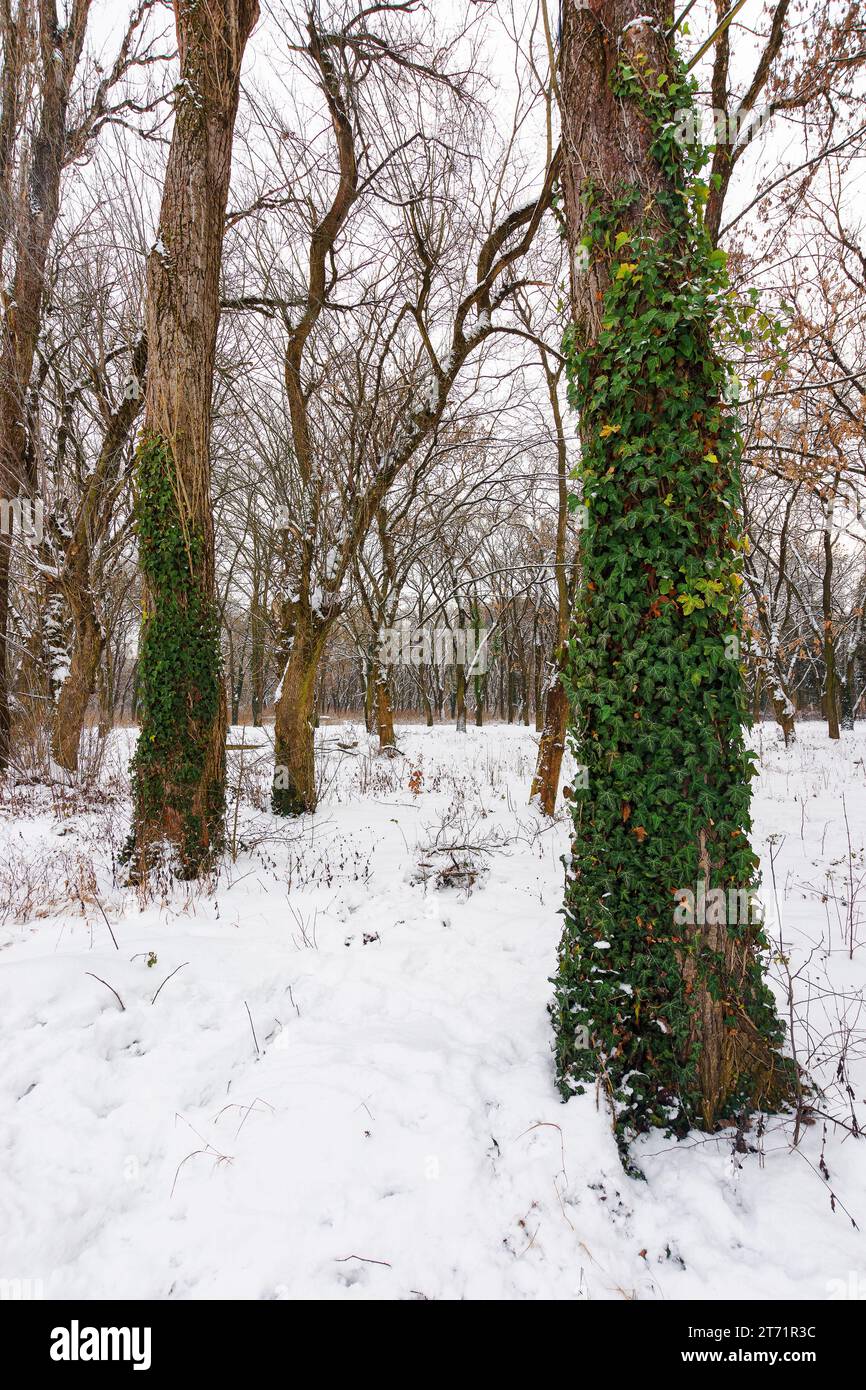 Blattloser Wald an einem frostigen Morgen im Winter. Kriechpflanze auf den Stämmen. Schnee auf dem Boden Stockfoto