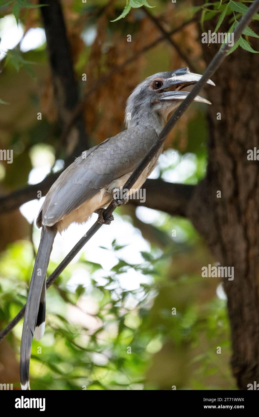 Der indische graue Nashornvogel (Ocyceros birostris) ist ein gewöhnlicher Nashornvogel, der auf dem indischen Subkontinent vorkommt. Sie ist meist arboreal und wird häufig zu zweit gesehen Stockfoto
