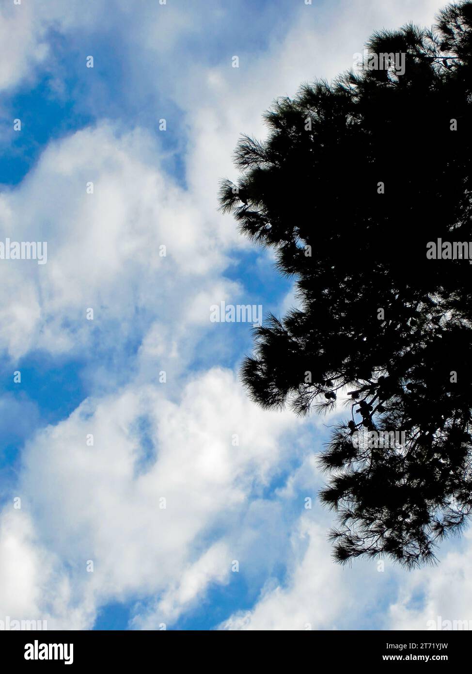 Detail der Baumsilhouette auf dem Hintergrund von Himmel und Wolken Stockfoto