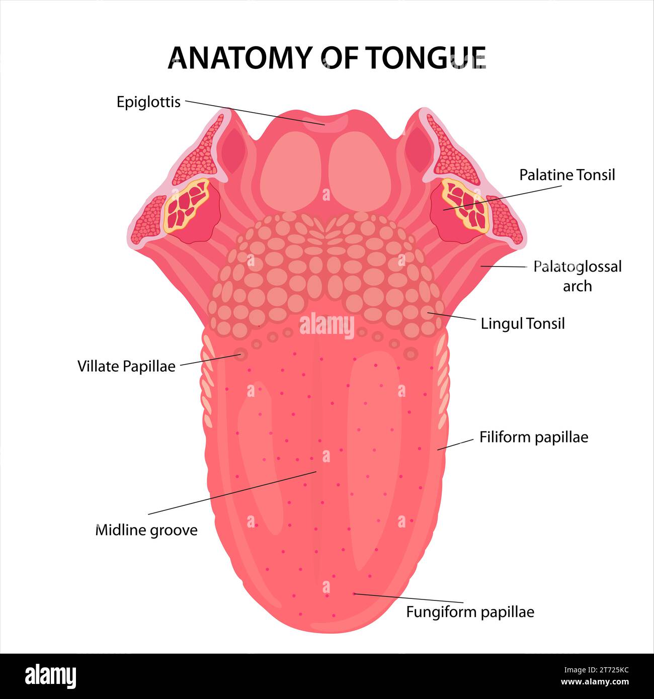 Anatomie der Illustration der menschlichen Zunge Stockfoto