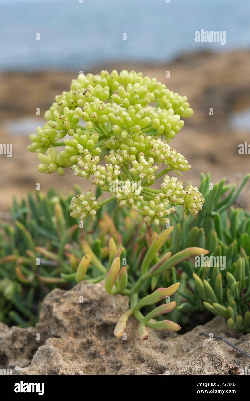 Meerfenchel (Crithmum maritimum) ist eine Pflanzenart aus der Gattung Crithmum aus der Familie der Umbellifer (Apiaceae). Stockfoto