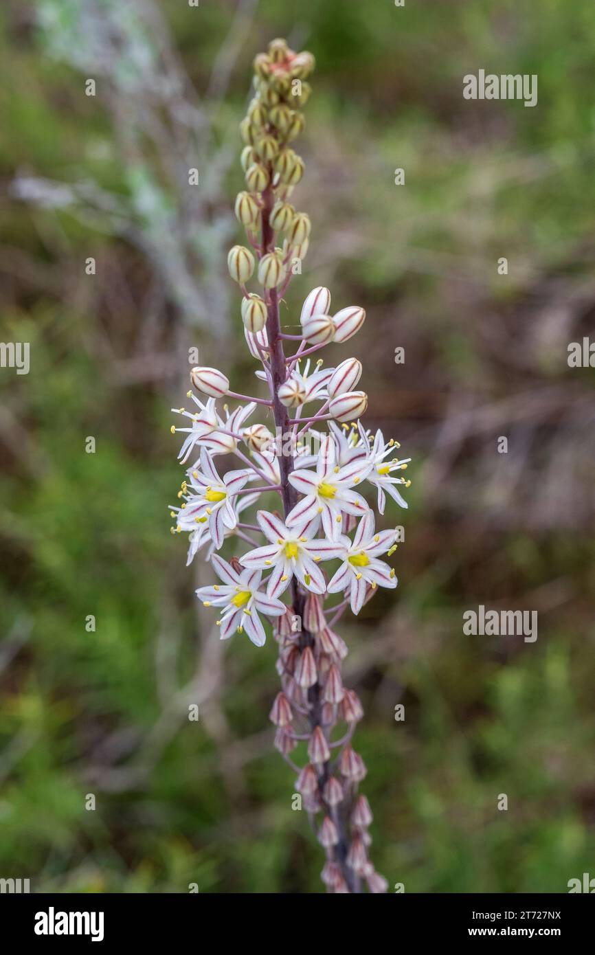 Weisection e Meerzwiebel (Drimia maritima) aus der Gattung Drimia in der Familie der SpargelgewŠchse (Asparagaceae). Sie ist im Mittelmeerraum heimis Stockfoto