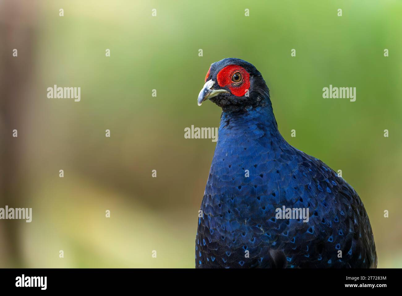 Mikado Fasan endemischer Vogel taiwan Stockfoto