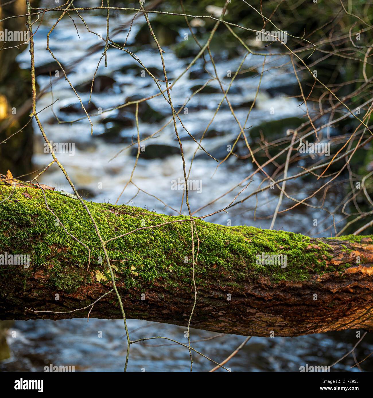 Ein gefallener Baum liegt auf der anderen Seite des Flusses Twiss am Ingleton Falls Trail in North Yorkshire. Stockfoto