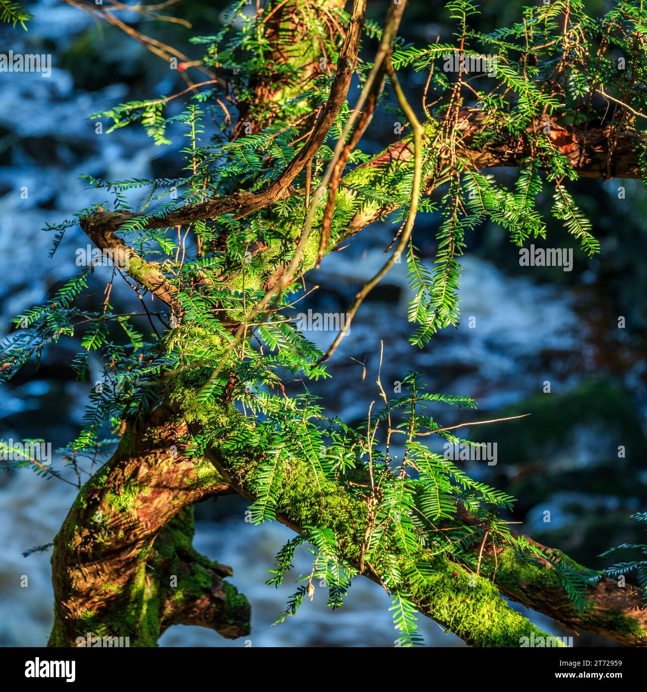 Ein gefallener Baum liegt auf der anderen Seite des Flusses Twiss am Ingleton Falls Trail in North Yorkshire. Stockfoto