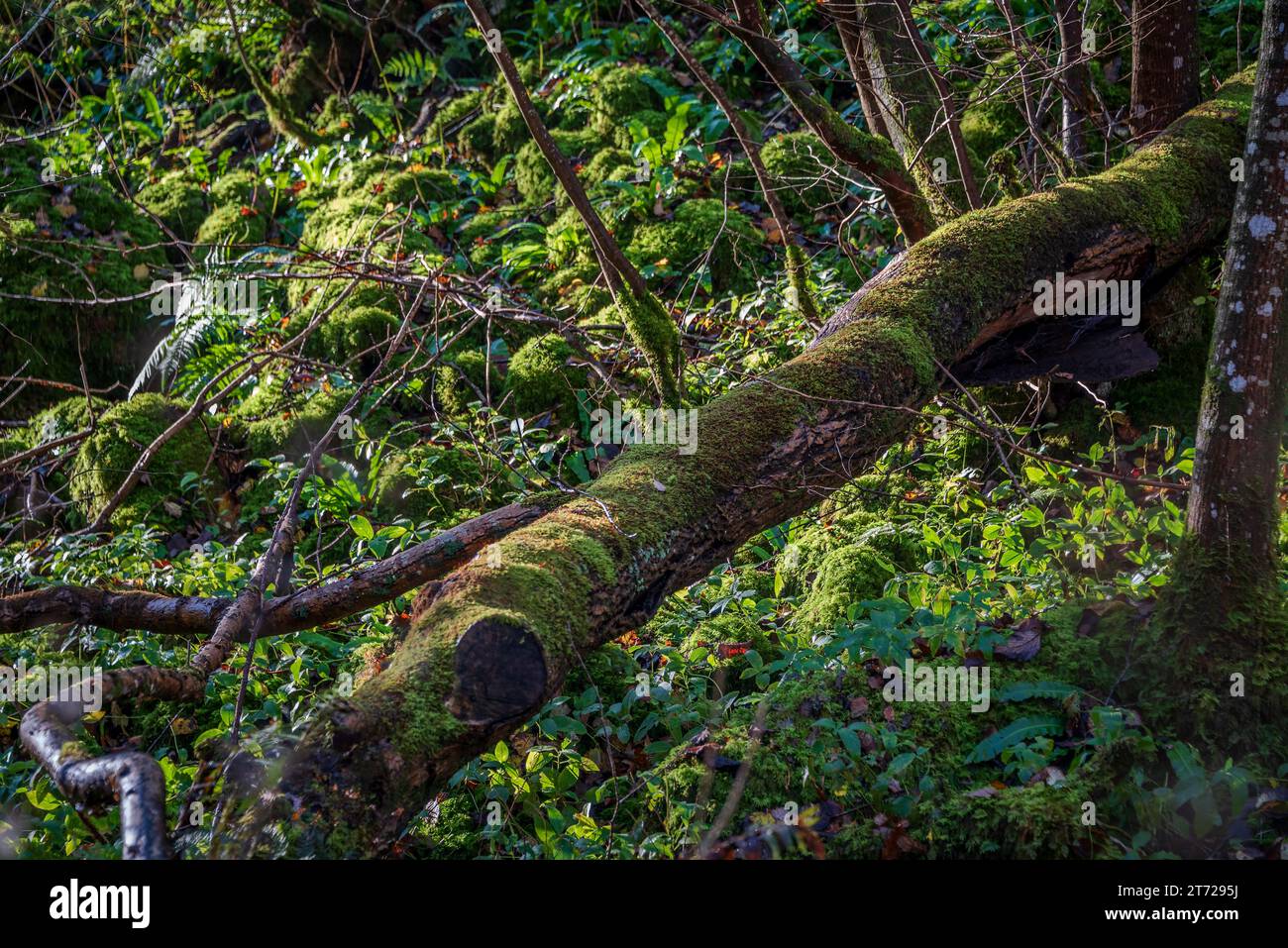 Ein gefallener Baum liegt über dem Waldboden am Ingleton Falls Trail in North Yorkshire. Stockfoto
