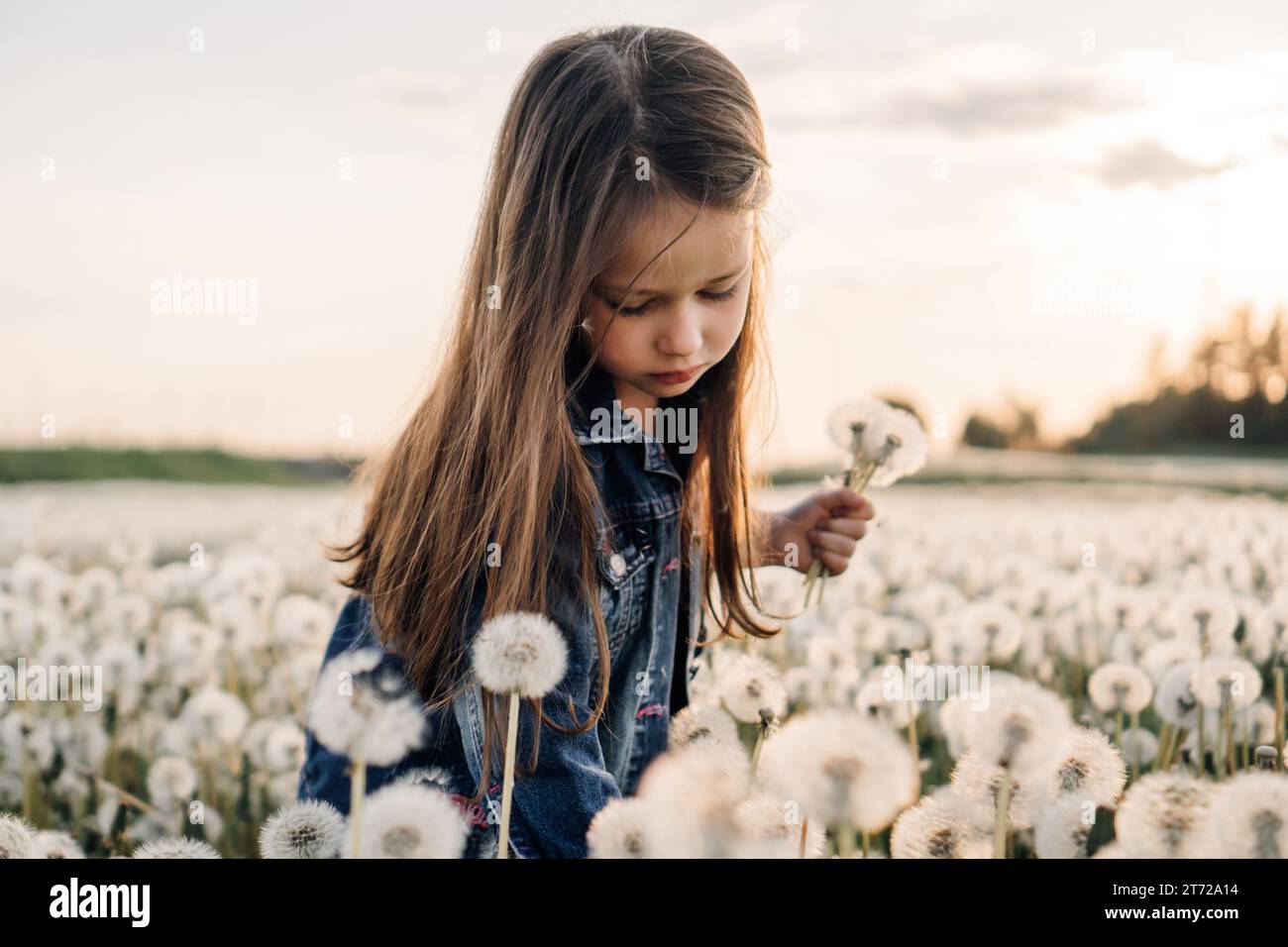 Konzentriertes kleines Mädchen mit braunen langen Haaren, das auf einer Wiese voller weißer Löwenzahn spaziert, nach unten streckt, um Blumen zu pflücken und Blumenstrauß zu sammeln. Kind in Denim Stockfoto