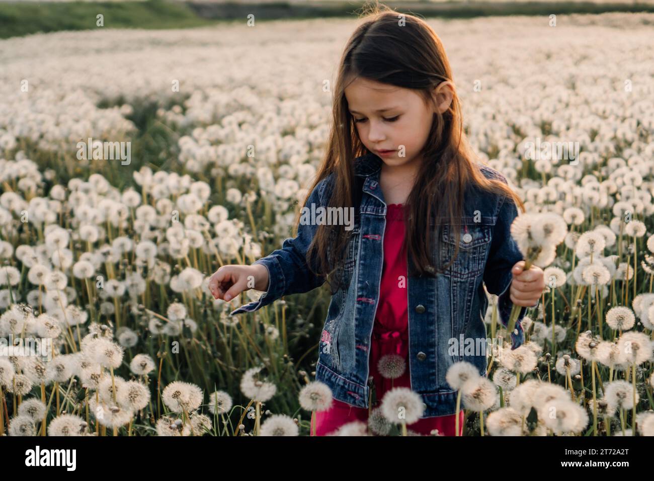 Wunderschöne kleine Dame in blauer Jeansjacke über rosafarbenem Jumpsuit, die auf weißem Löwenzahnfeld spaziert und einen Blumenstrauß sammelt. Mädchen suchen Stockfoto