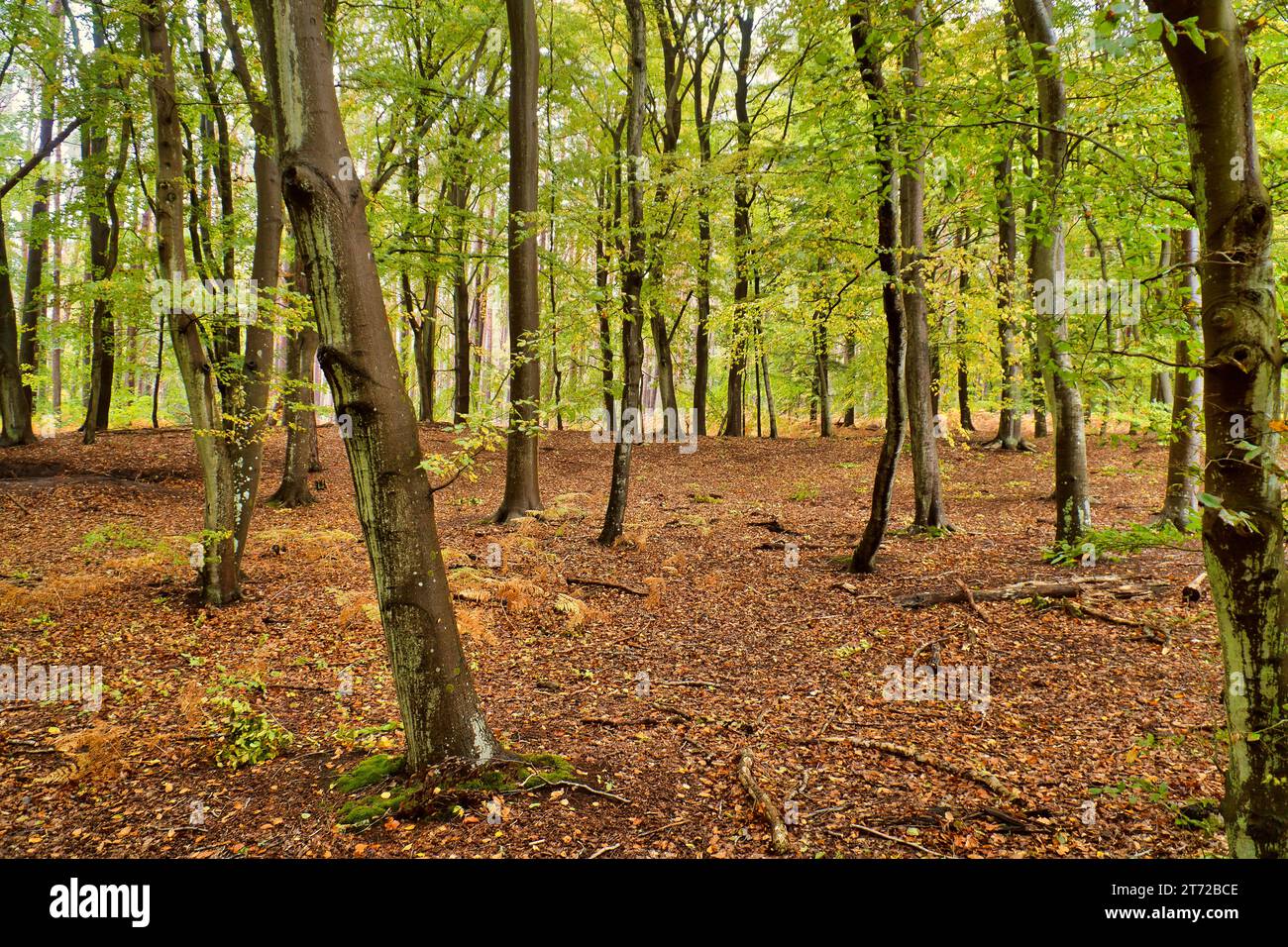 Buchenwald im Herbst. Grüne und farbige Blätter. Orangebraune Blätter auf dem Waldboden. Waldspaziergang durch die Natur. Die Landschaft wurde von den Vordern aufgenommen Stockfoto
