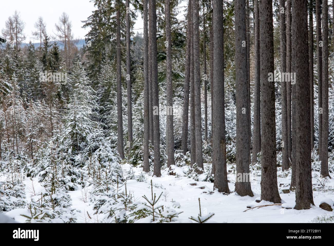 Winter, Wald bedeckt mit Schnee, kaltes Wetter, Schnee und Frost Stockfoto