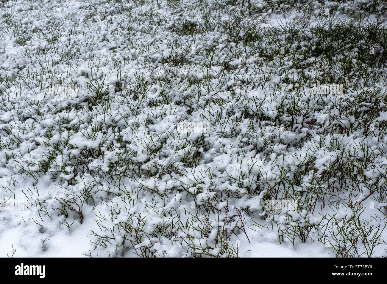 Im Winter, Blaubeersträucher unter dem Schnee, kaltes Wetter, Schnee und Frost Stockfoto