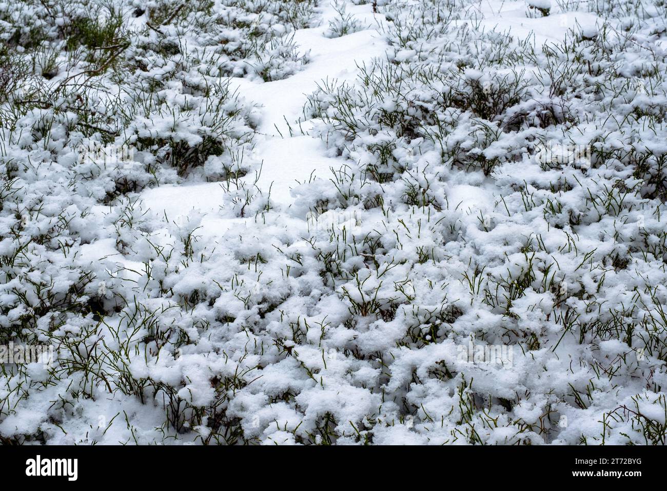 Im Winter, Blaubeersträucher unter dem Schnee, kaltes Wetter, Schnee und Frost Stockfoto