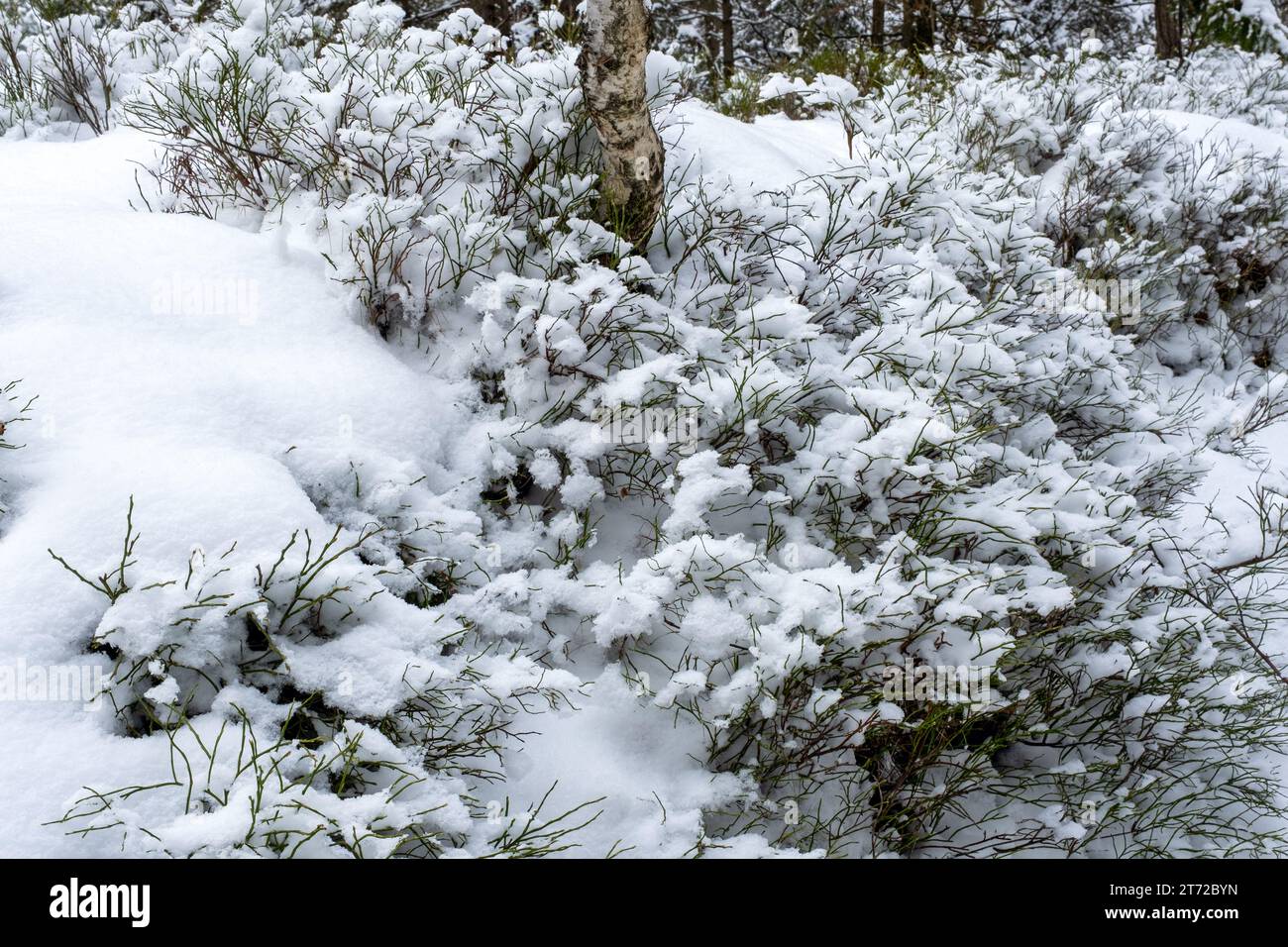 Im Winter, Blaubeersträucher unter dem Schnee, kaltes Wetter, Schnee- und frostiges Wetter, Birkenstamm in Blaubeersträuchern Stockfoto