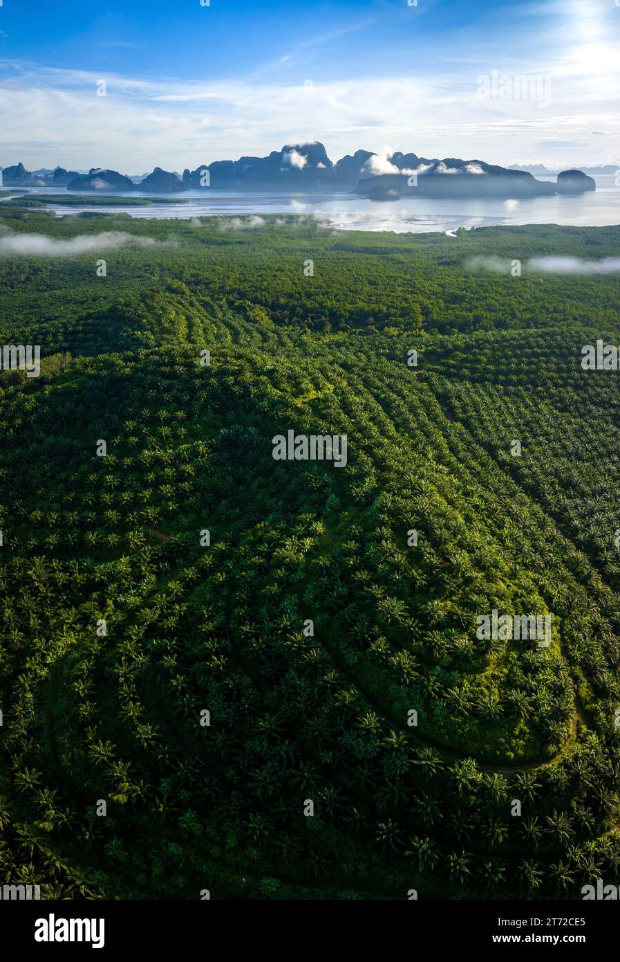 Arial Blick auf Palmenplantage mit Berg im Hintergrund, Phang Nga, Thailand Stockfoto