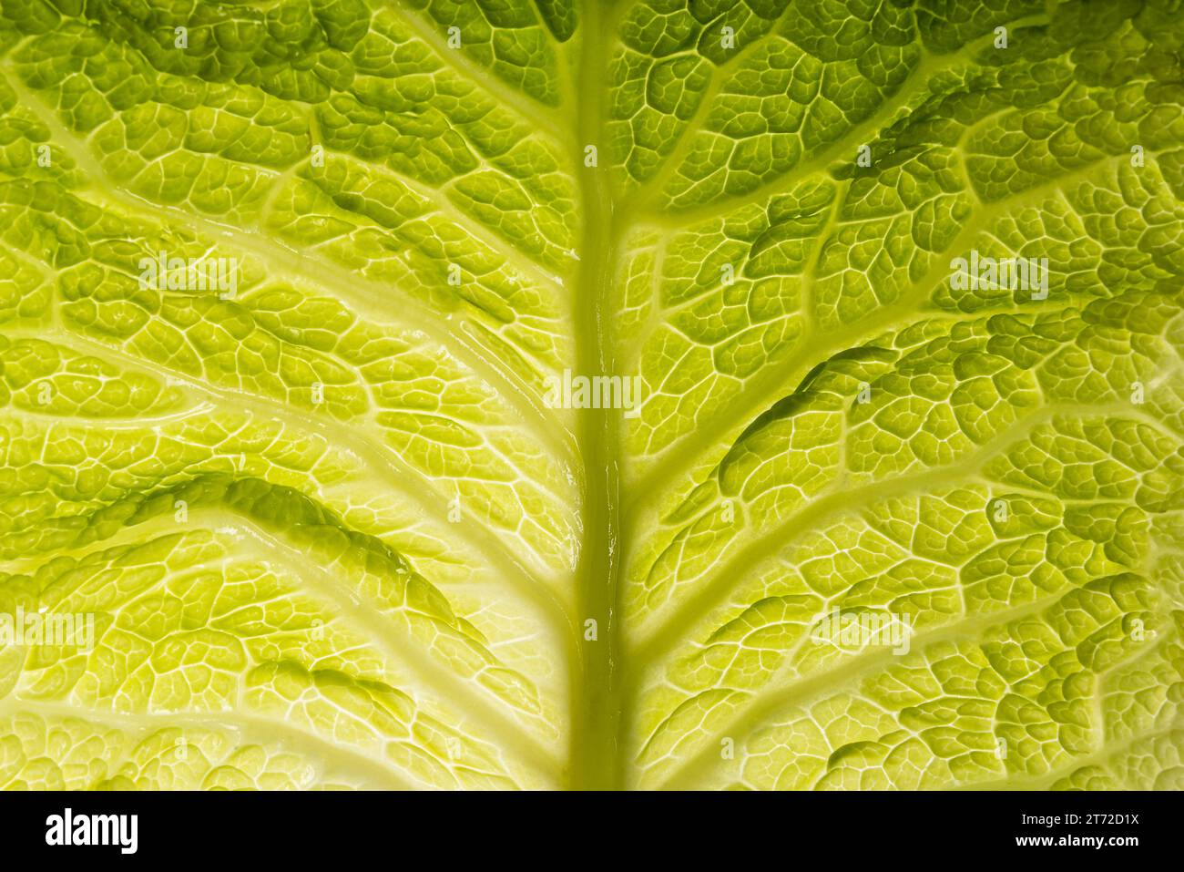 Die Textur des rohen savoyenkohlblattes mit Blick auf die Cribro-vaskulären Bündel gegen das Licht. Hintergrund des grünen savoyenkohlblattes Stockfoto