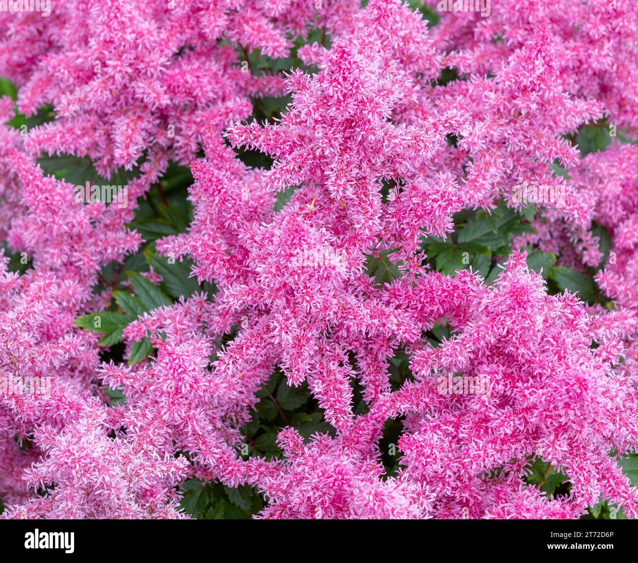 Hintergrund der rosa Blume. Astilba rosa Blumen, Nahaufnahme. Naturbegriff. Stockfoto