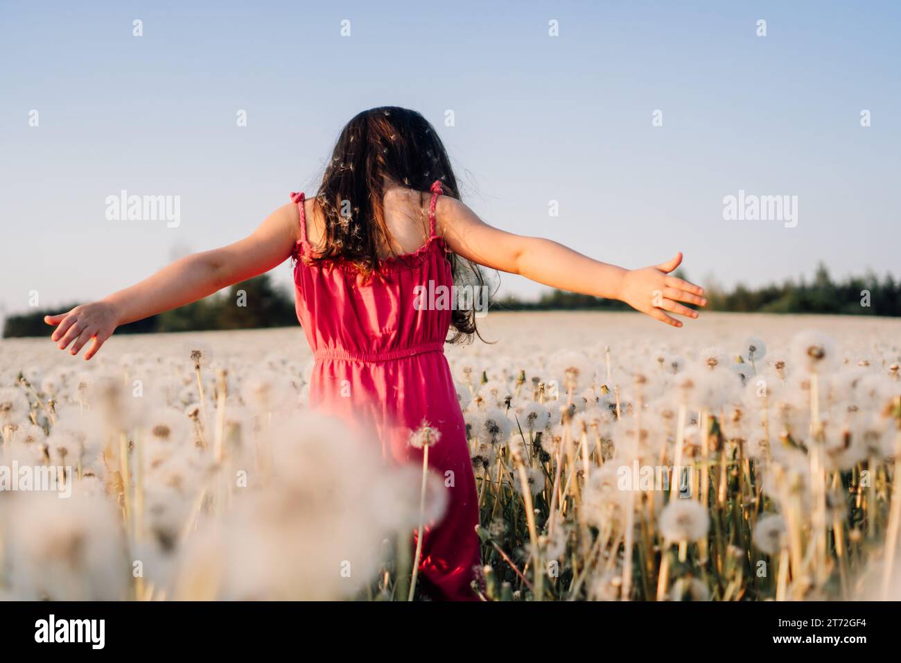 Rückansicht eines weiblichen Kindes im rosa Sommeranzug, der auf einem Feld voller weißer Löwenzahn mit weit geöffneten Armen läuft. Kleines Mädchen mit dunklem Haar, das auf Do aussieht Stockfoto