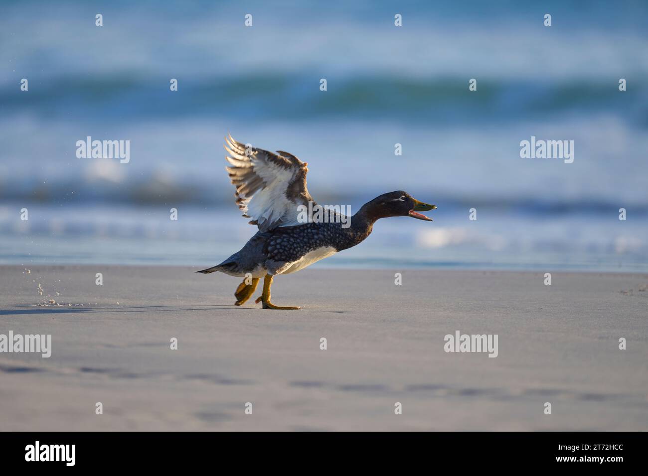 Weibliche Falkland Steamer Ente (Tachyeres brachypterus), die an einem Sandstrand am Volunteer Point auf den Falklandinseln rasen. Stockfoto