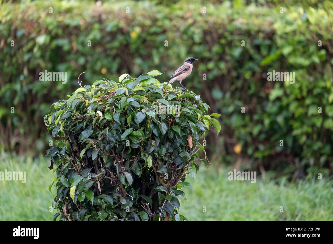 Sibirischer Steinechat Stockfoto