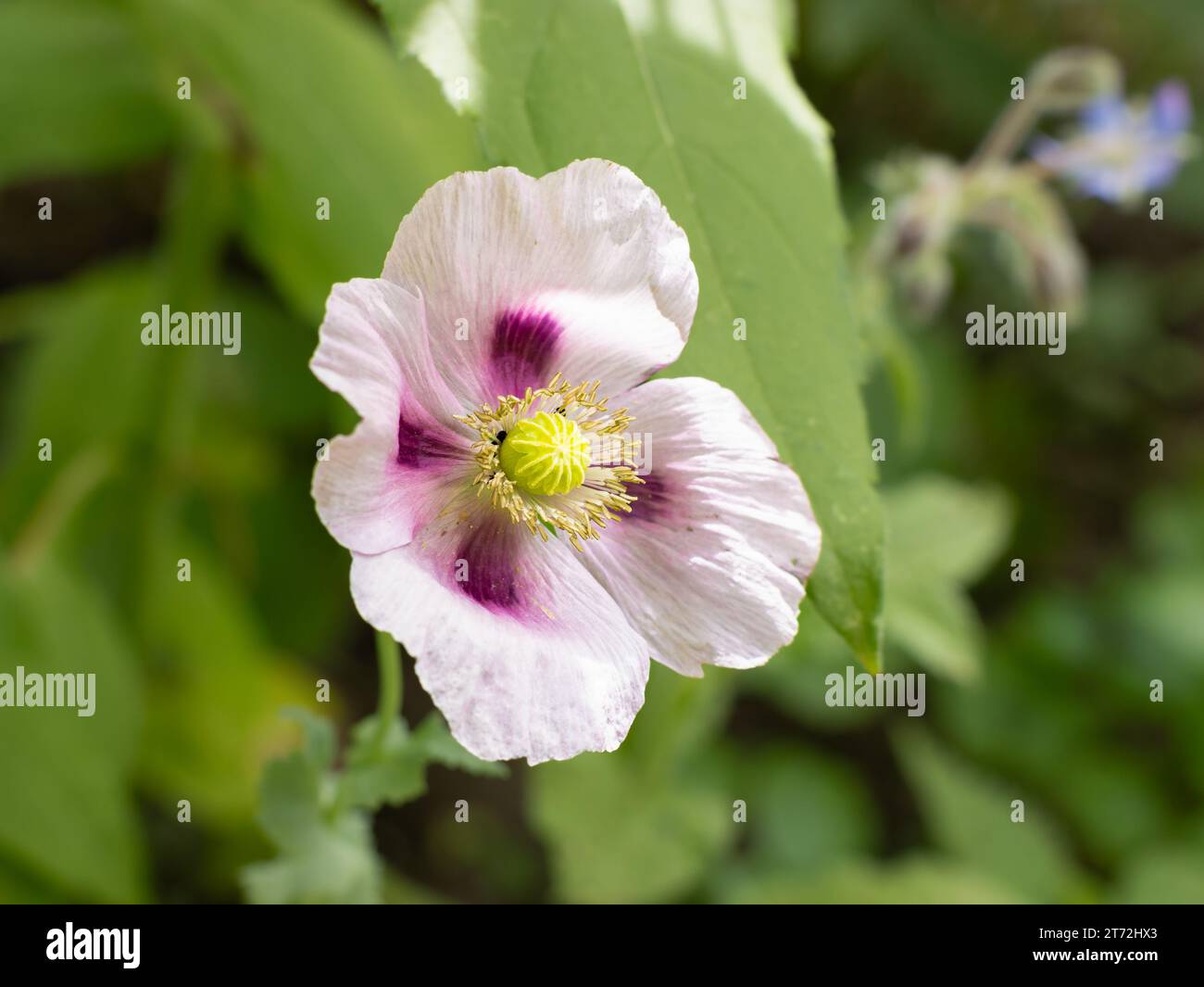 Blüte eines Opiummohns (Papaver somniferum) im Nahaufnahme. Unkultivierte Blume in der Natur. Schöne, aber verbotene Pflanze in Deutschland. Stockfoto