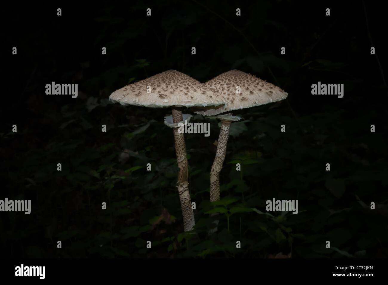 Zwei Pilze, beleuchtet in einer dunklen Umgebung, hoch oben auf einem Stock Stockfoto