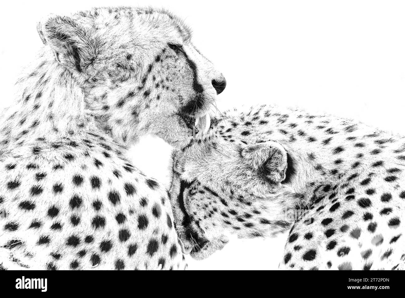 Zwei Gepardenbrüder pflegen sich nach dem Essen Stockfoto