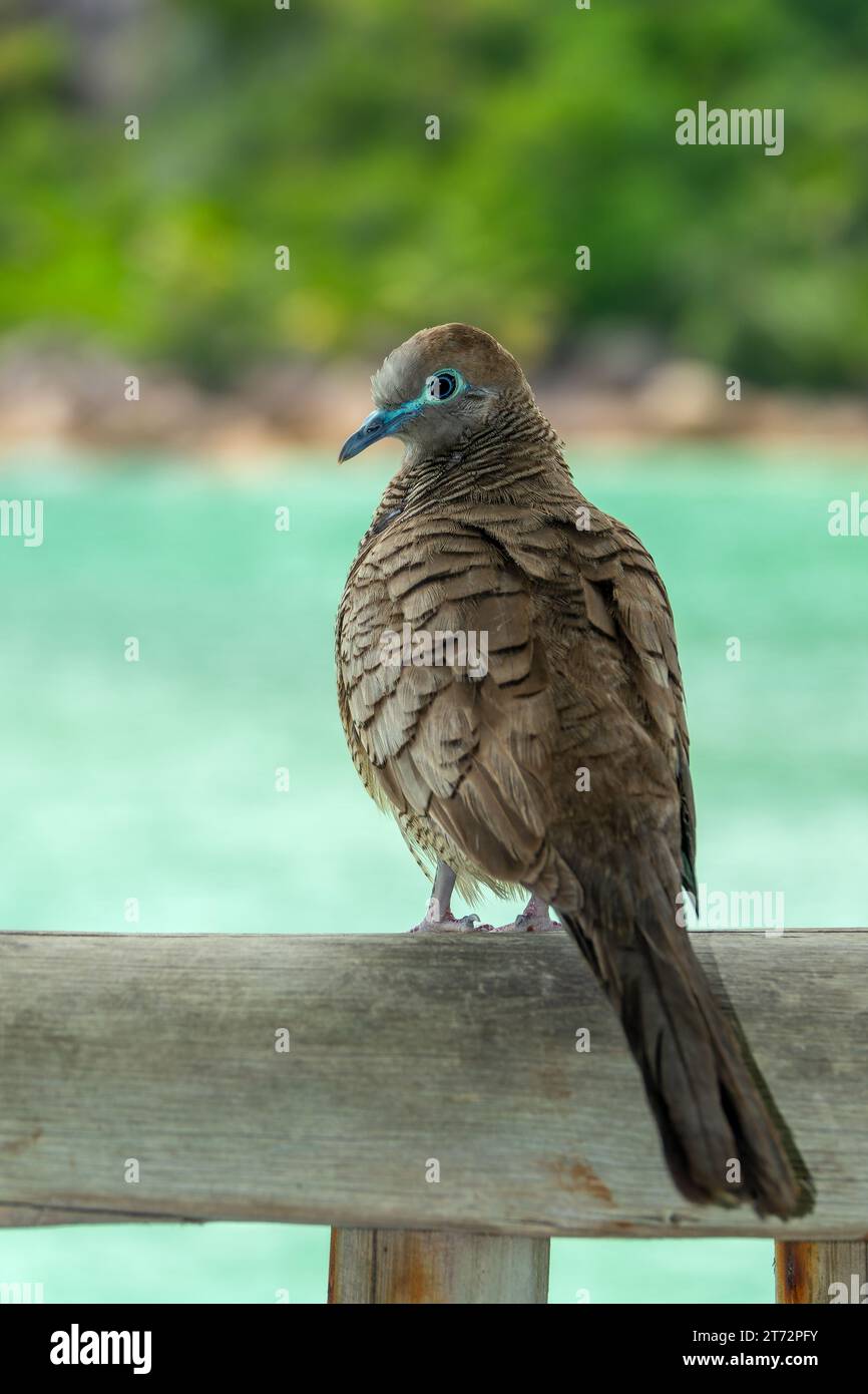 Zebrataube (Geopelia striata), oder Barred Ground Taube, Vogel Nahaufnahme Porträt auf den Seychellen Stockfoto
