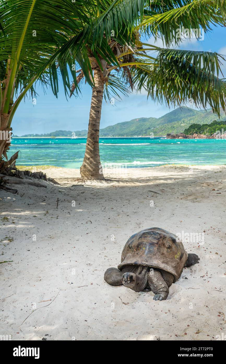 Riesenschildkröte am Strand auf der Insel Curieuse auf den Seychellen Stockfoto