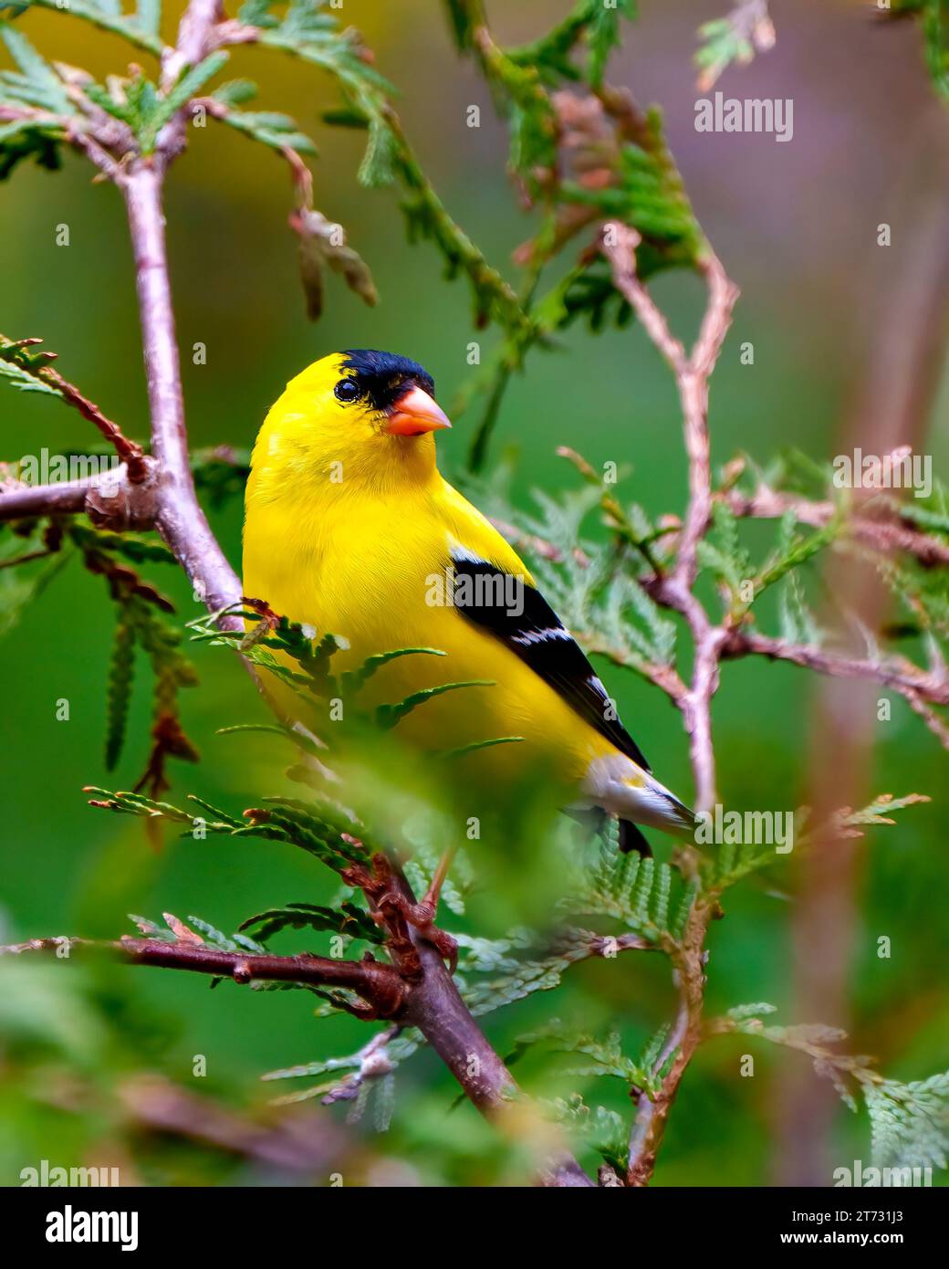 Goldfinch männliche Nahaufnahme von vorne auf einem Zedernzweig mit einem unscharfen Waldhintergrund in seiner Umgebung und seinem Lebensraum. Amerikanischer Goldfinch. Stockfoto
