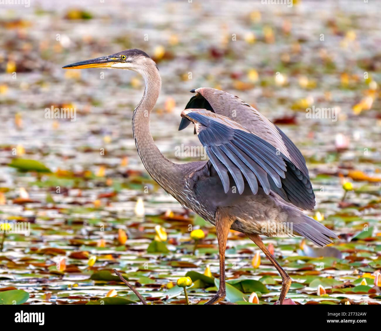 Blaureiher Nahaufnahme von der Seite mit ausgebreiteten Flügeln im Wasser mit Seerosenpolstern in der Umgebung und Umgebung. Großes Bild Des Blauen Reihers. Stockfoto