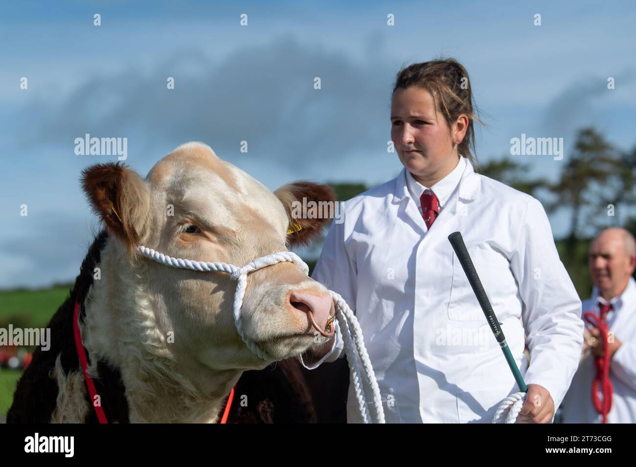Rinder auf der Westmorland Show in Cumbria im September 2023. Stockfoto