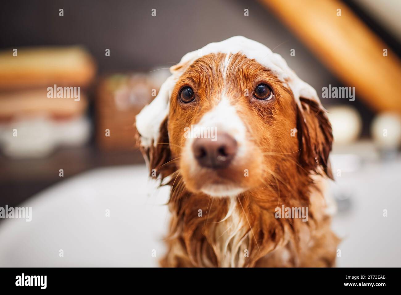 Nasser Hund in der Badewanne im Badezimmer zu Hause. Baden von Happy Nova Scotia Duck Tolling Retriever mit Schaumseife am Kopf. Stockfoto