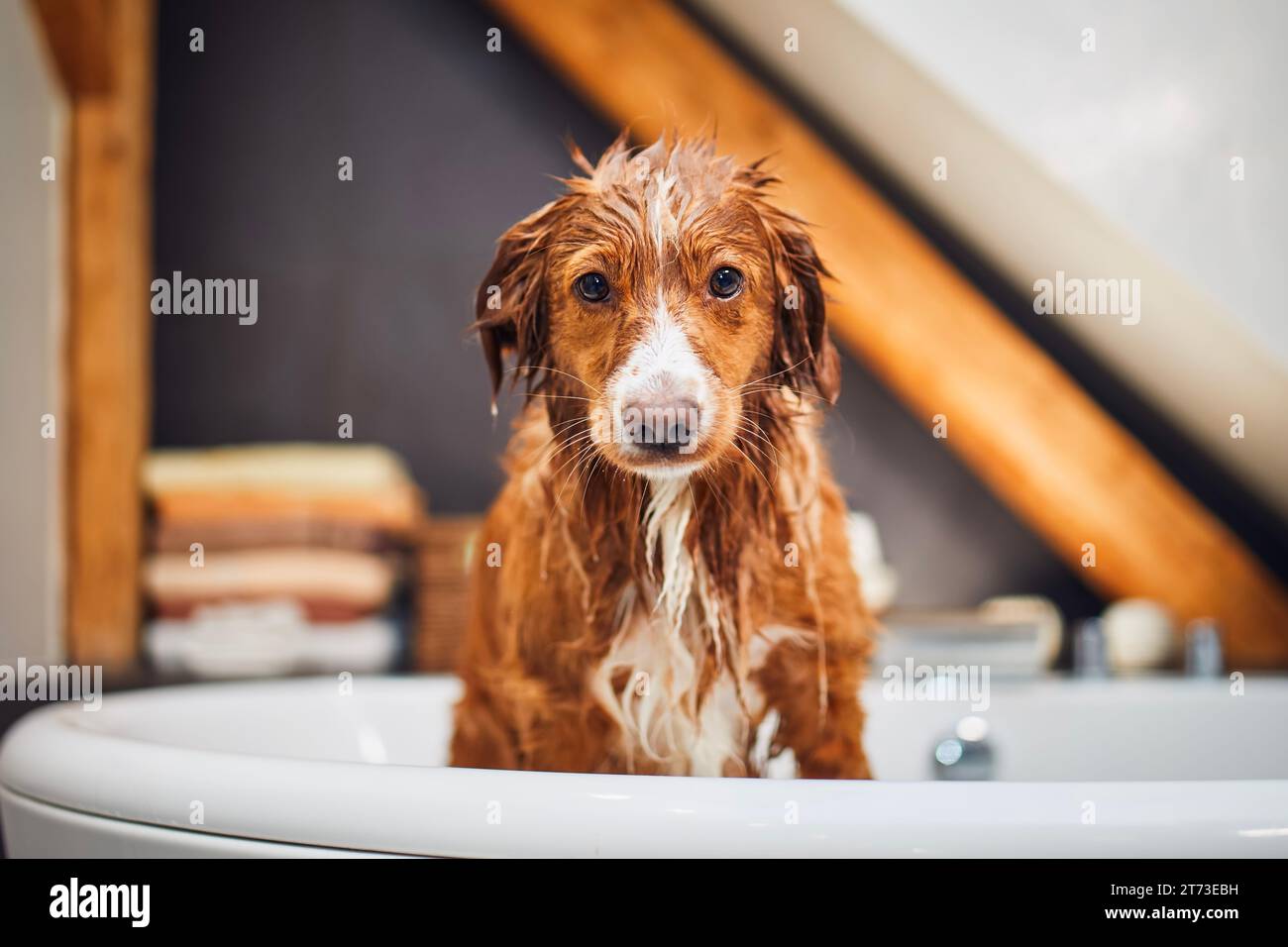 Nasser Hund in der Badewanne im Badezimmer zu Hause. Baden von Happy Nova Scotia Duck Tolling Retriever. Stockfoto