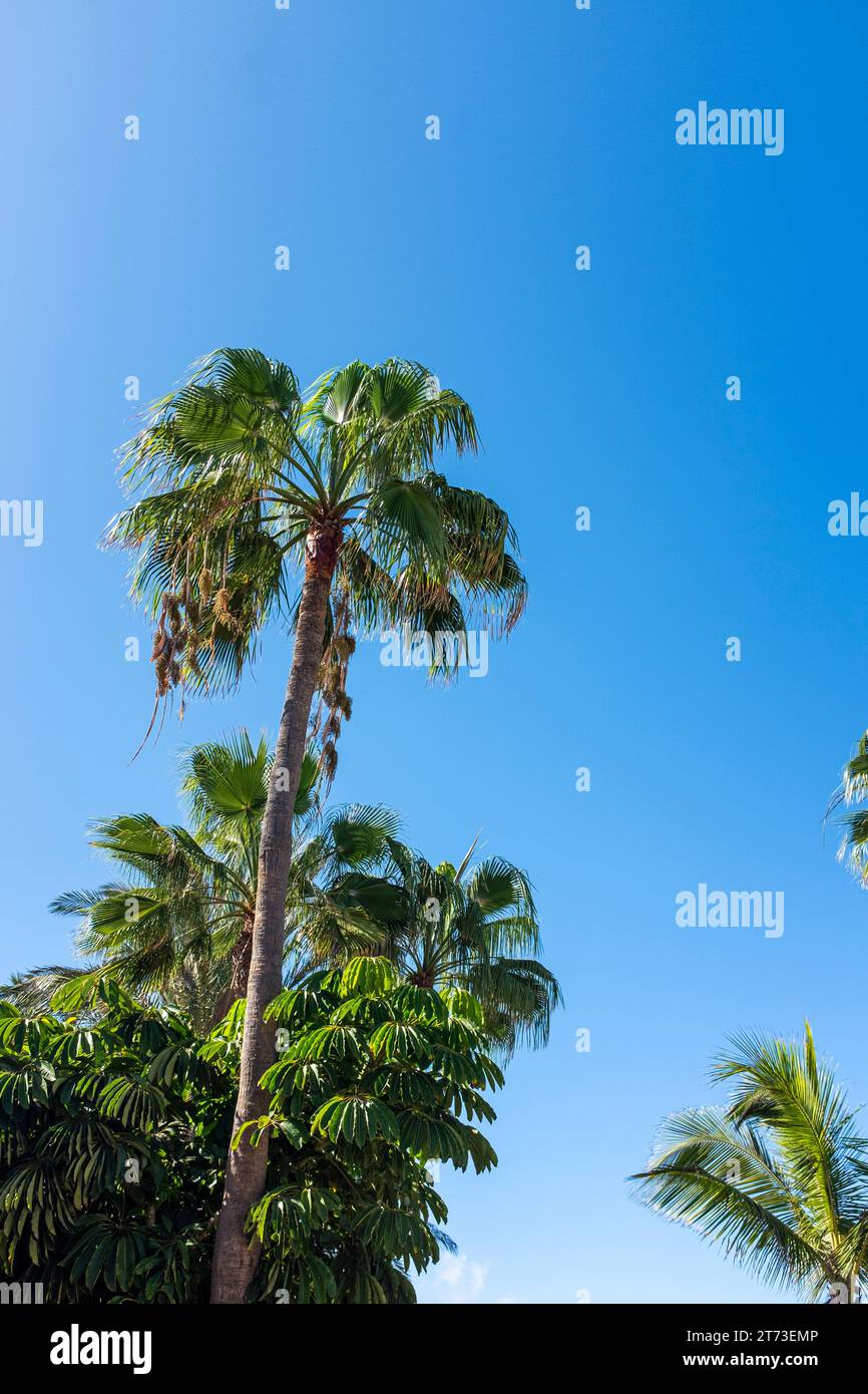 Palmen gegen den tiefblauen Himmel Stockfoto