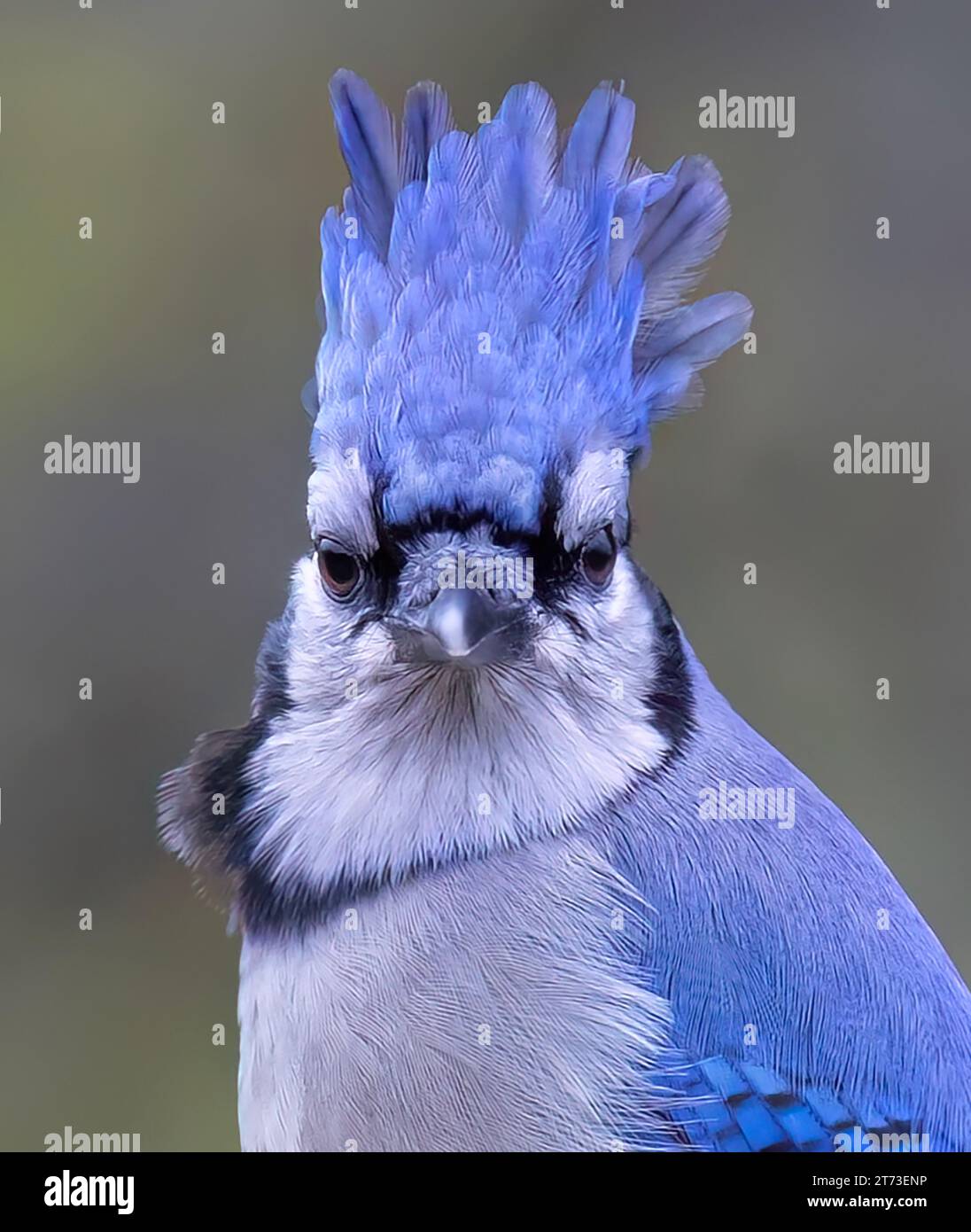 Blue Jay (Cyanocitta cristata) Nahaufnahme mit erhobenen Kopffedern im Herbst in Kanada Stockfoto
