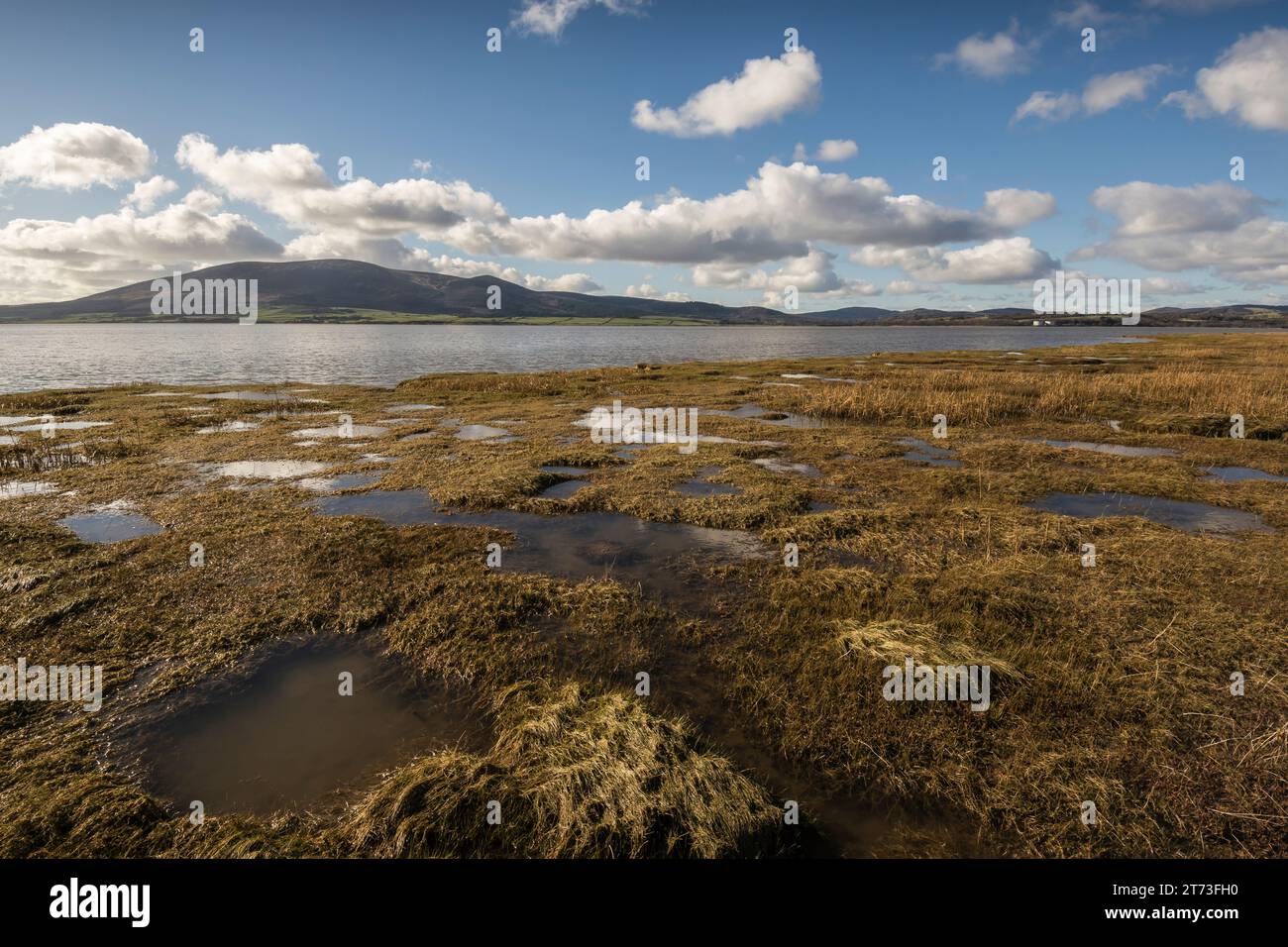 Blick über den Solway firth in Richtung Criffel mit Salzmarsch im Vordergrund; Südwesten Schottlands; Februar Stockfoto