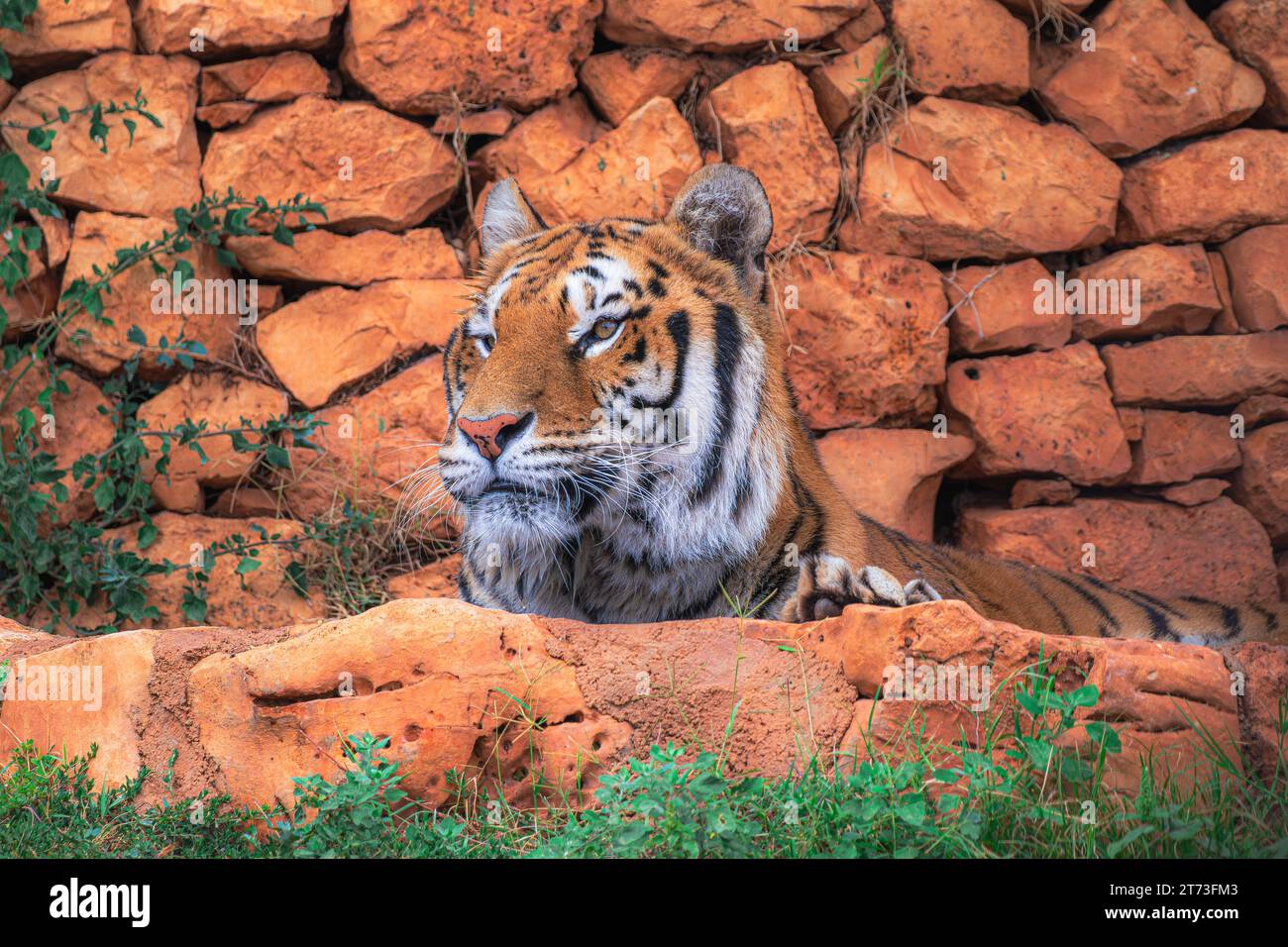 Der aufmerksame Blick eines Tigers, versteckt unter den Felsen, bereit für alles. Stockfoto