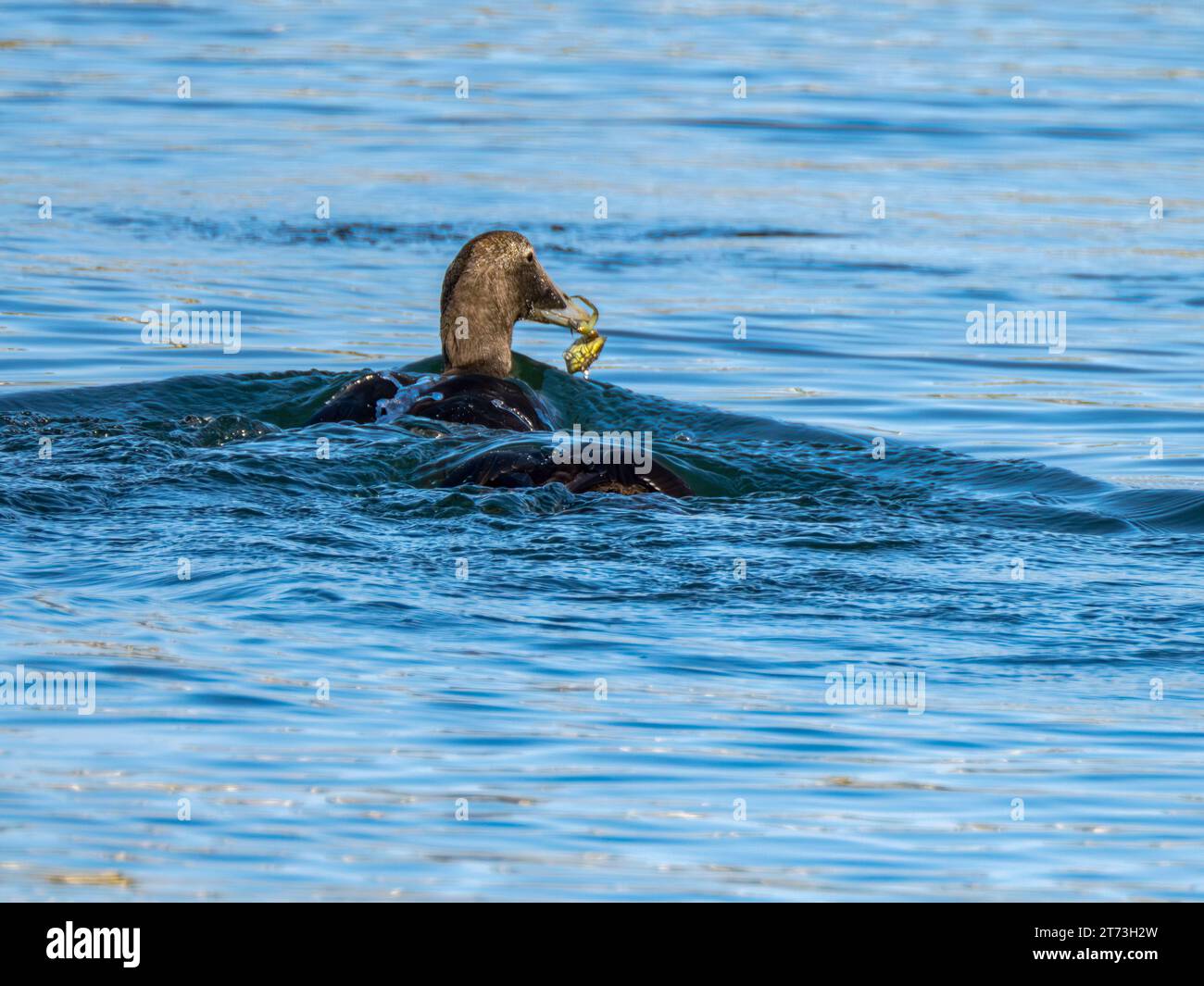 Common Female Eider Duck Fang von Krebstieren, Campbeltown, Schottland 2023 Stockfoto