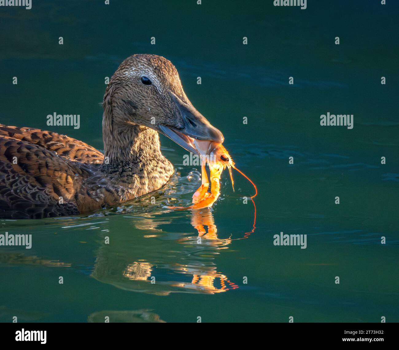 Common Female Eider Duck Fang von Krebstieren, Campbeltown, Schottland 2023 Stockfoto